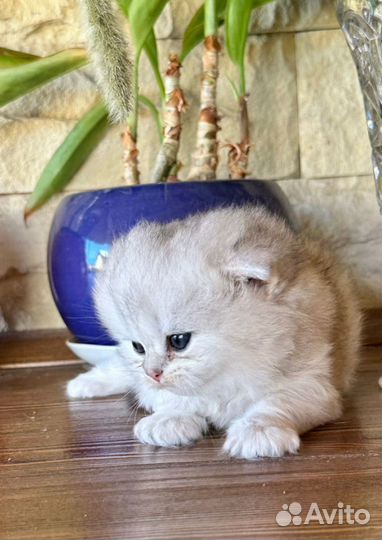 Британские котята