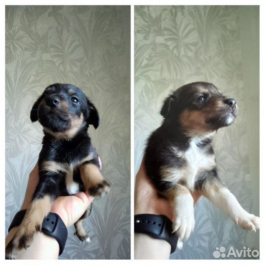 Щенки ягдтерьера