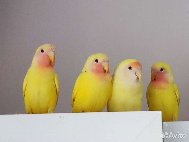 Попугай неразлучник птенцы домаш. выводка