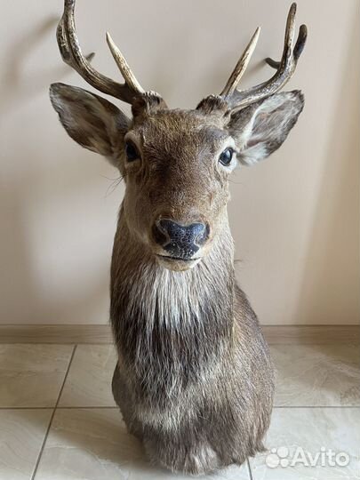 Голова оленя