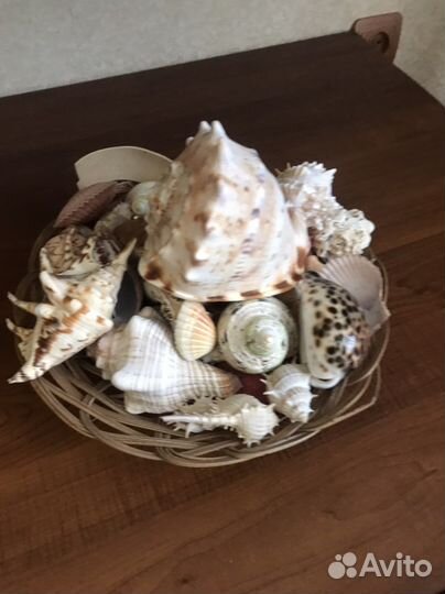 Ракушки