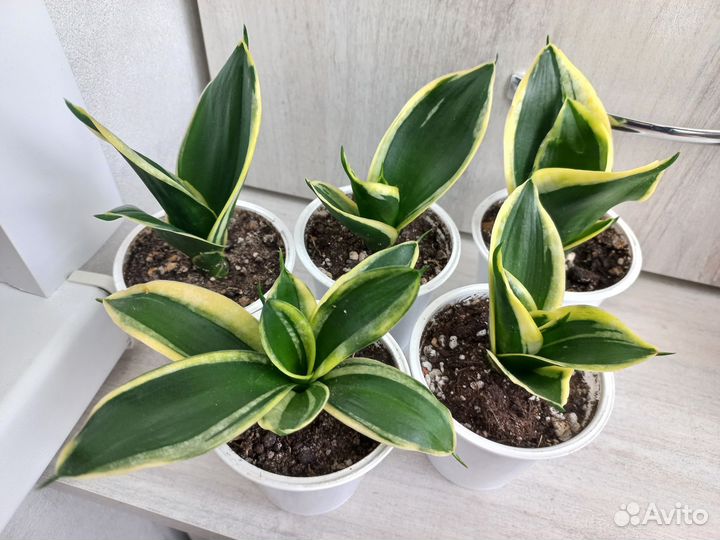 Сансевиерия ханни Крео