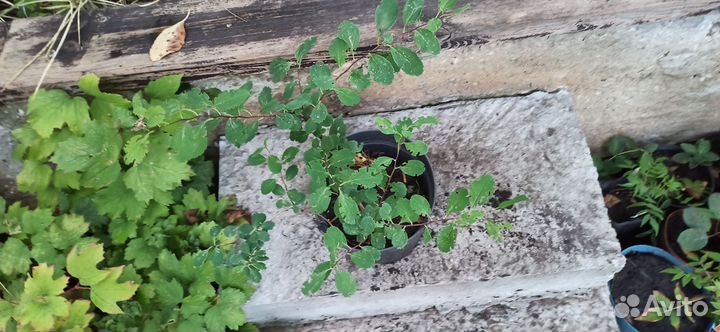 Спирея Вангутта (березолистная)