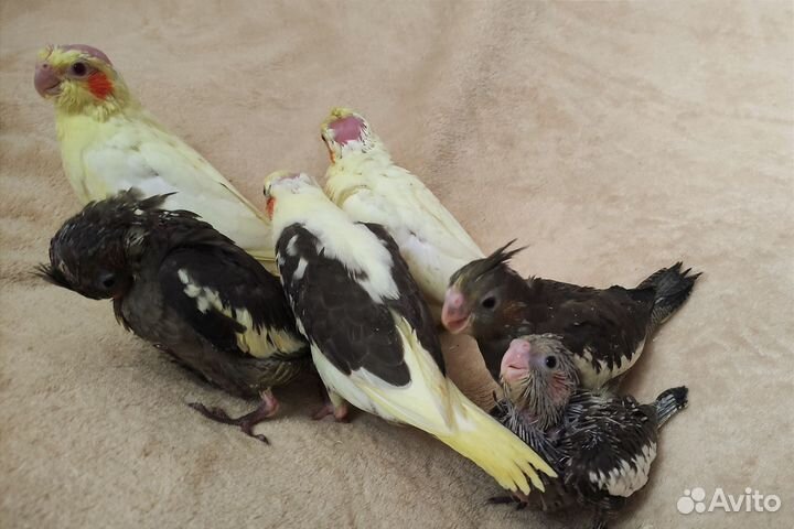 Попугай корелла