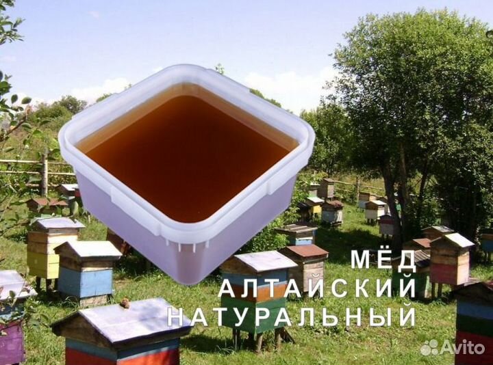 Мёд натуральный из Алтая опт