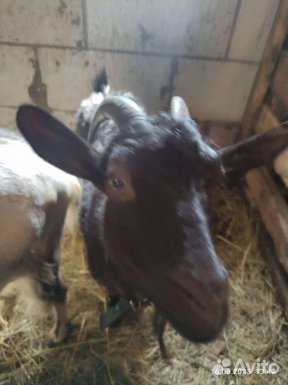 Молодые козы