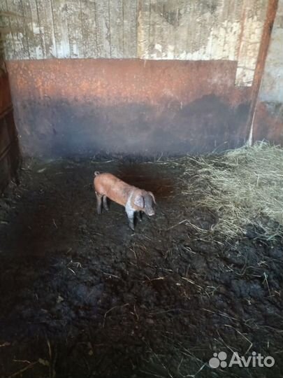 Поросята дюрок