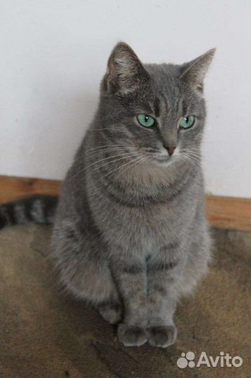 Прекрасные кошечки ищут семью