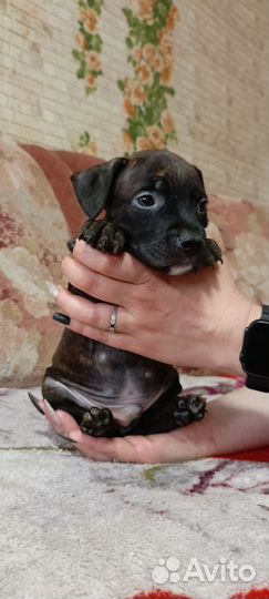 Щенки Американского Питбультера