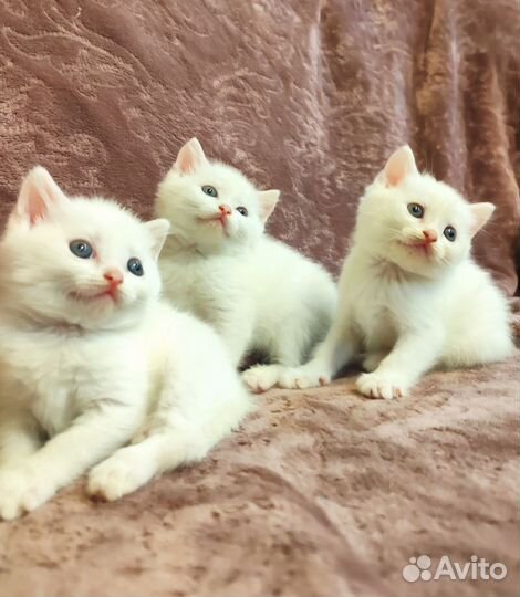Котята