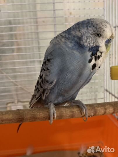 Выставочный попугай(чех)