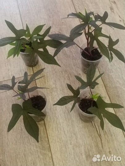 Ипомея батат в стаканчиках