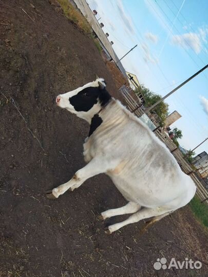 Быки телки овцы