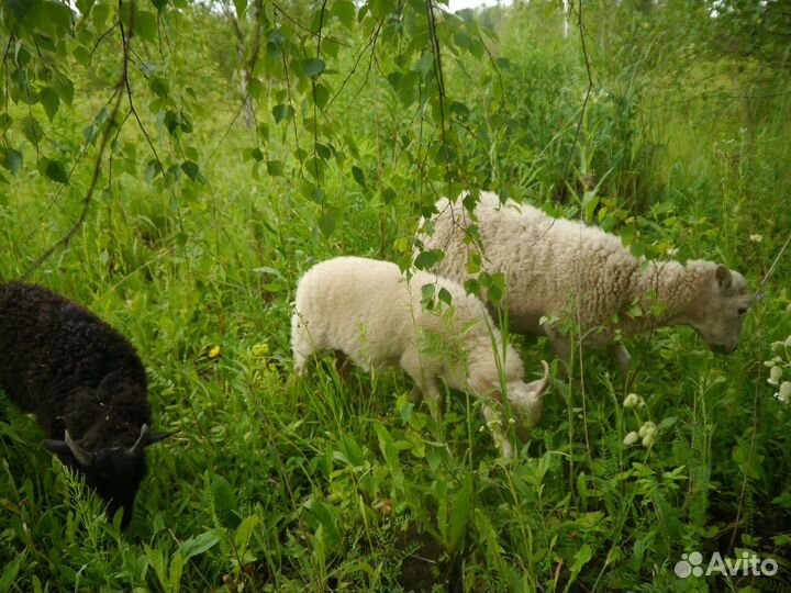 Мини барашки