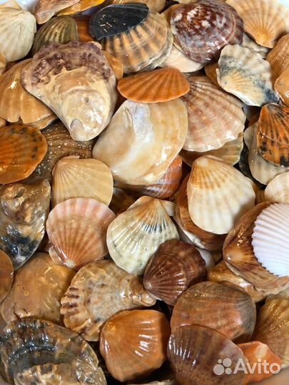 Большой набор морских, плоских ракушек Гребешок