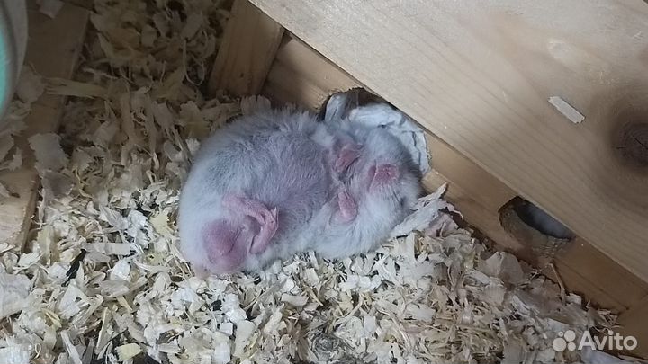 Сирийский хомяк малыш