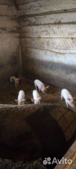 Поросята