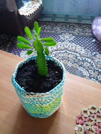 Комнатные растения кактусы