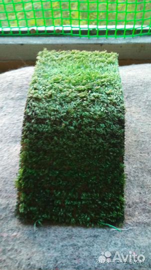 Мостик для черепахи