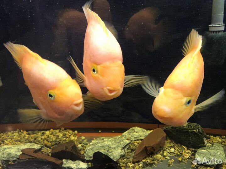 Аквариум с тумбой