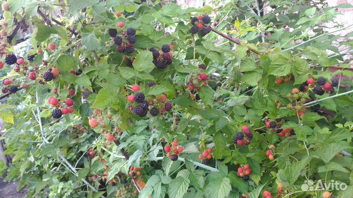 Саженцы малины черноплодной (сорт Кумберленд)