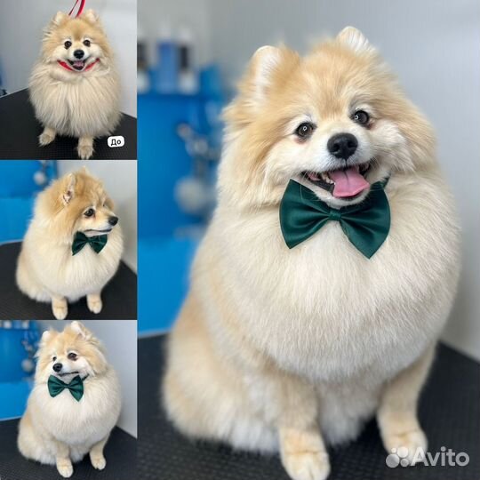 Груминг собак и кошек