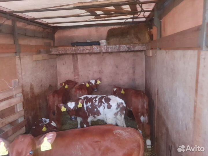 Телята телочки бычки доставка до двора