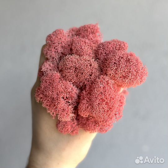 Стабилизированный Мох, Розовый