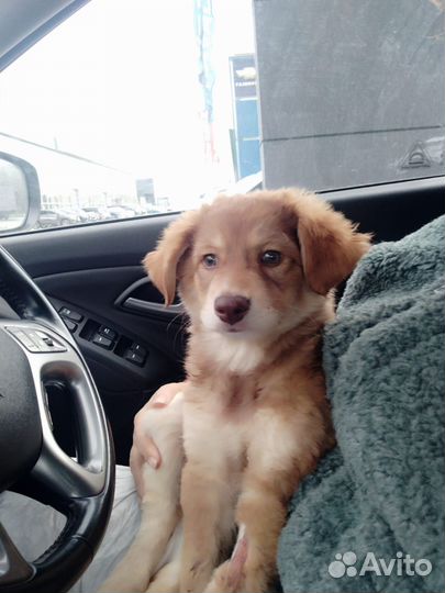 Щенок девочка в добрые руки