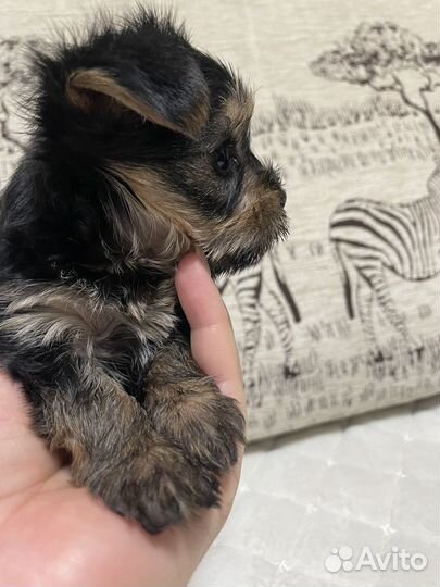 Щенки йорка mini baby фэйс