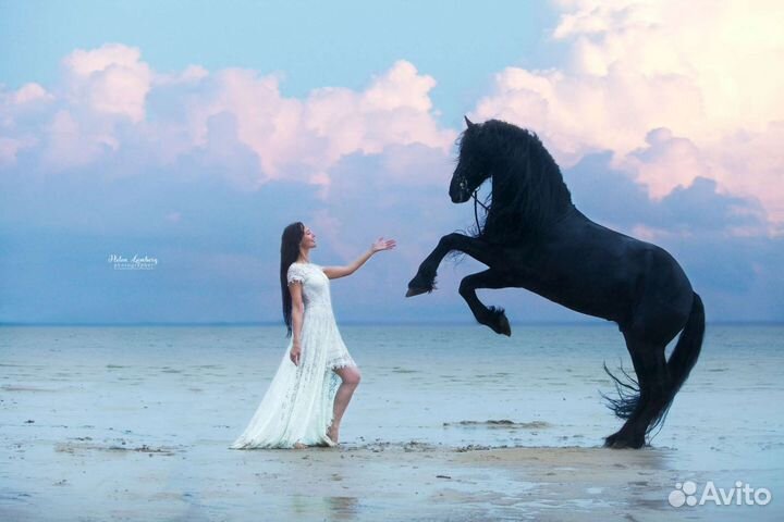 Крутые фотосессии с лошадьми Спб, сертификаты