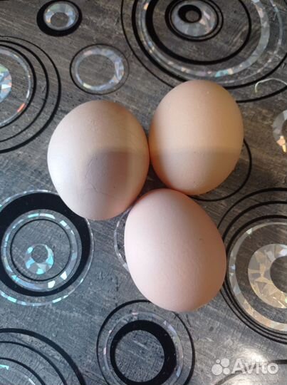 Куры несушки