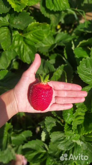 Саженцы клубники из питомника разные сорта