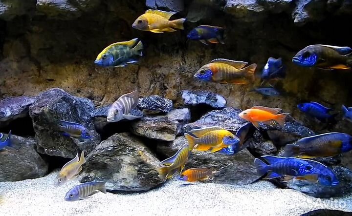 Аквариумные рыбки