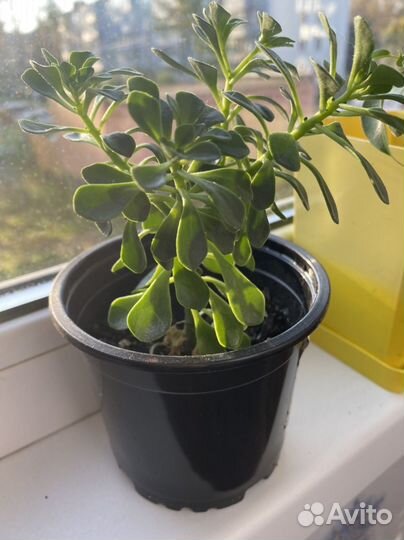 Аихризон дерево любви