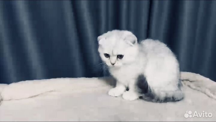 Шотландская вислоухая