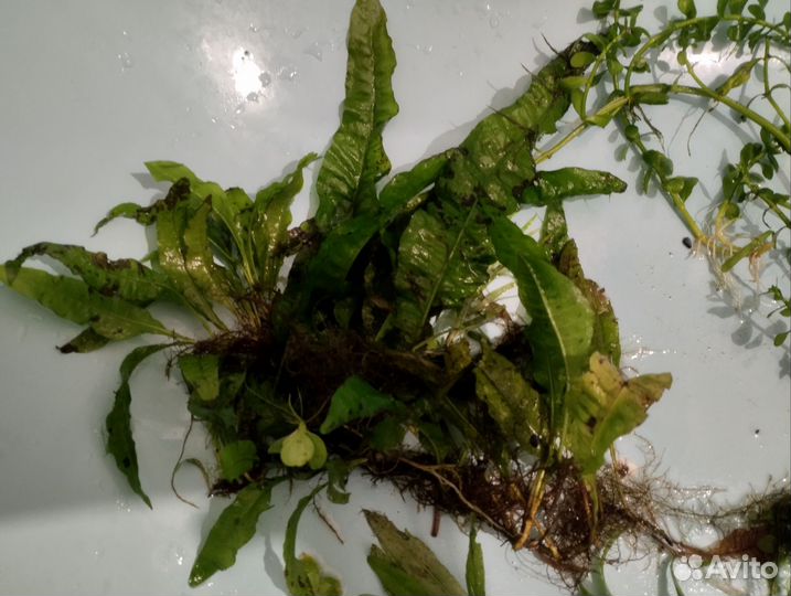 Аквариумные растения