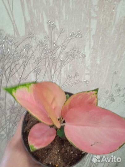 Сортовые аглаонемы