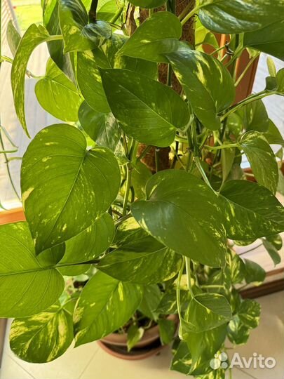 Сциндапсус цветок