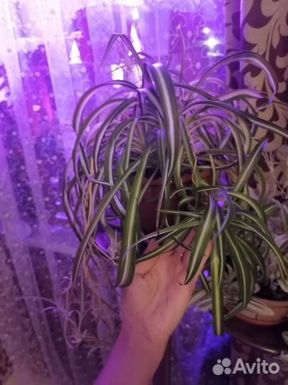 Хлорофитум кудрявый