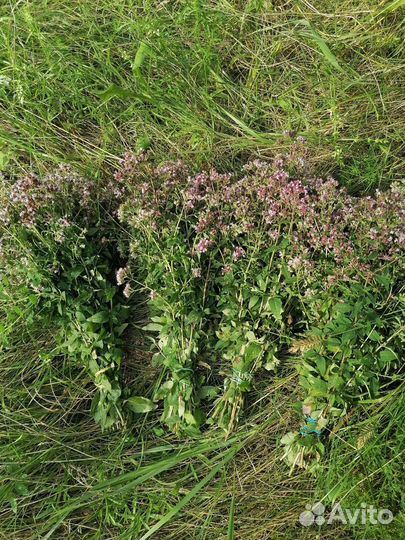 Душица сушенная