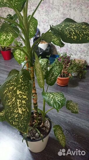 Диффенбахия