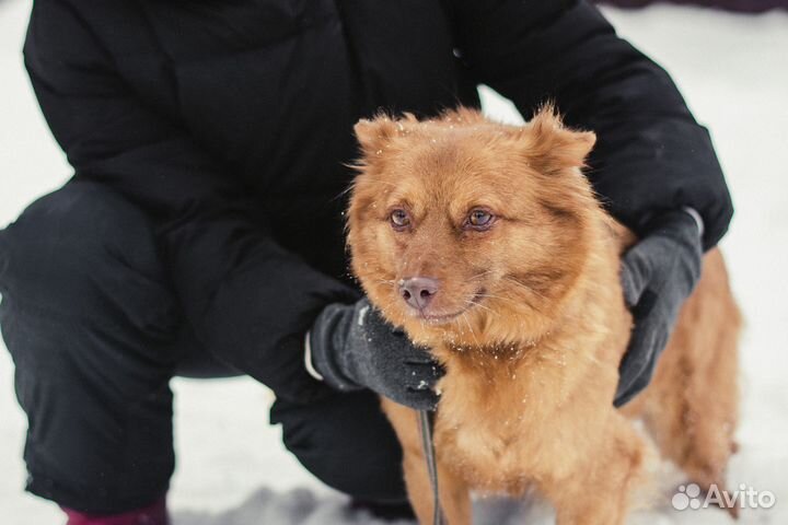 Маленькая собачка бесплатно