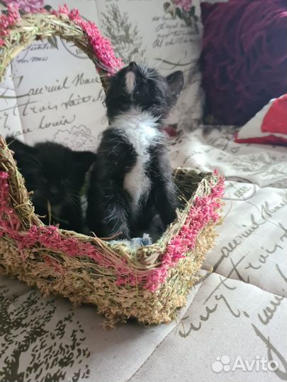 Котята в добрые руки даром