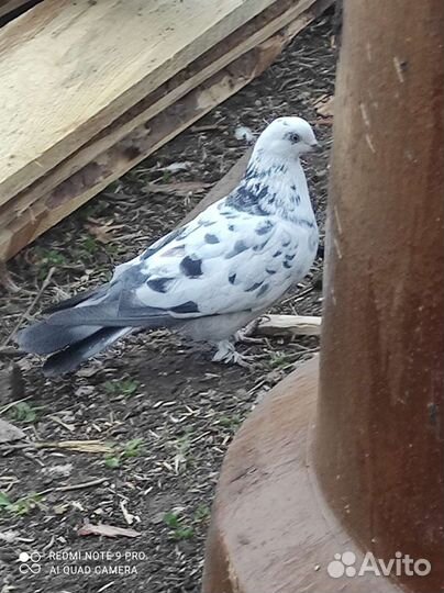 Голуби таджики
