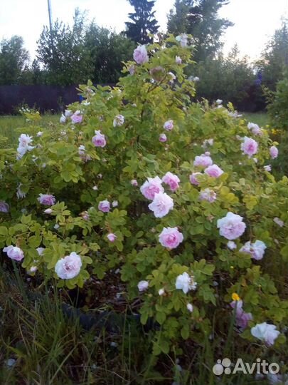 Многолетние цветы