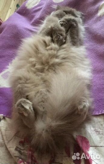 Шотландская вислоухая кошка