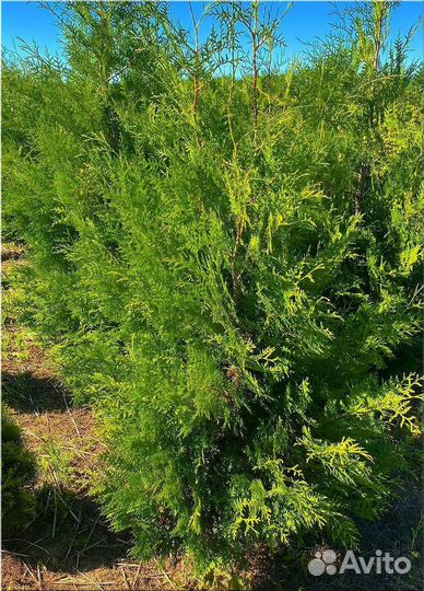 Туя Брабант ком/Доставка