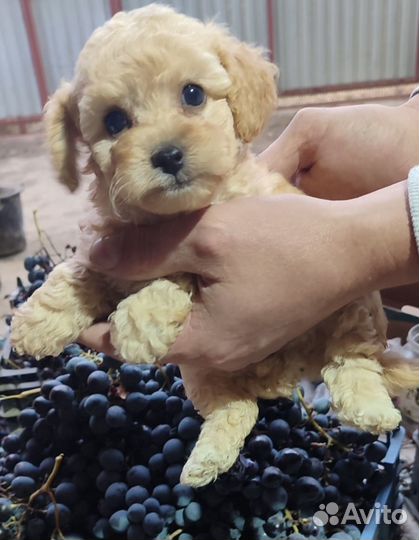 Той-пудель всех окрасов