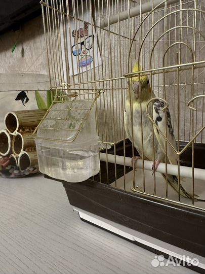 Попугай корелла с клеткой